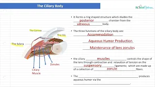 Optician Training: The Ciliary Body (Ocular Anatomy Lecture 7)