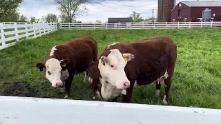 Cows are angry