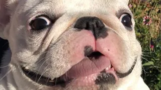 French Bulldogs Funny Moments & Fails Compilation #21 французский бульдог приколы