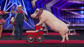 America's Got Talent 2020: OINK OINK! PIGS definitely have TALENT