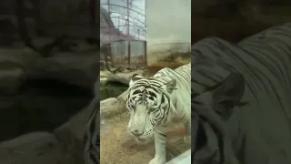 Неожиданное нападение тигра!🐅🙀