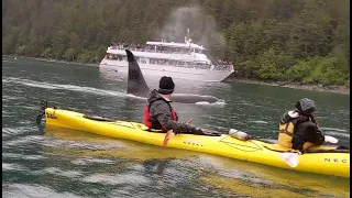Orca Encounter on Kayaks