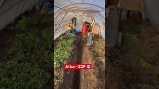 DIY CHEAP 52’ Greenhouse Winter Progress