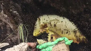 Mad Honey Hunting in High Cliffs of Nepal|| Nepalese Mad Honey||