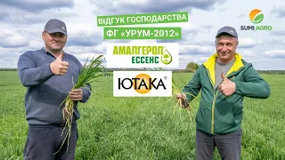 Як отримати потужну озиму пшеницю без хвороб? Досвід ФГ «Урум-2012» (Амалгерол Ессенс, Ютака)