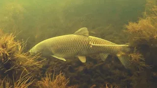 подводная охота на трофейного белого амура 20+кг маныч веселовское водохранилище. пеленгас варвар 70