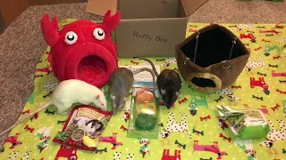 Reviewing January 2022's Ratty Box (A Rat Subscription Service!)