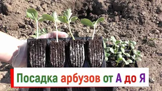 Выращивание арбузов от А до Я - 3 часть. Посадка арбузов в открытый грунт, что класть в лунку