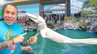 I Took My Albino Alligator Swimming!