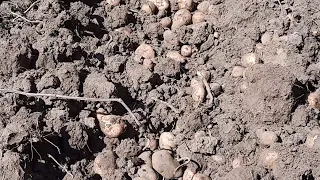 Посадил картофель в землю а выбрал в каменном карьере