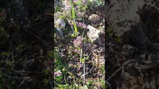 цветет чабрец (тимьян богородская трава)