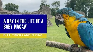 A DAY IN THE LIFE OF A BABY MACAW 🦜 | SHELBY THE MACAW