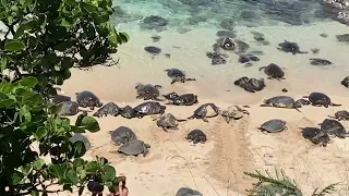 Where to see Honu (Green Sea Turtle) in Maui Hawaii? Ho’ okipa Beach Park!