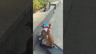 Falling dogs 😂❤️funny video🐶 | 2021 best video | #shorts