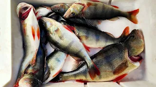 Perch Fishing | EPIC Redfin Bite