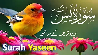 Surah Yasin ( Yaseen ) with Urdu Tarjuma | Quran tilawat | Episode 0003| Quran with Urdu Translation