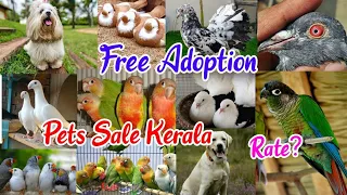 😻New Pets sale Kerala💖Exotic Birds🤗Dogs🥰Fish💥Fancy Pigeon💛Low Rate Pets Sale Kerala😜Pravu Valarthal