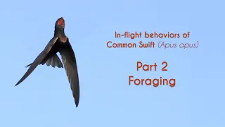 COMMON SWIFT - Apus apus - Foraging
