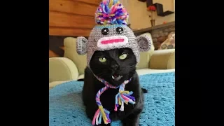 Приколы! подборка СМЕШНОГО видео котов! 20 мин смеха! подборка 2017 Funny Cats Compilation 20 min