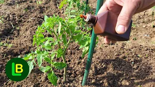 Just a few drops kill tomato blight. More flowers, fruits ripen faster