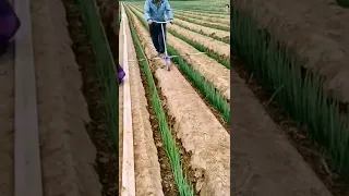 Smart Farmer Working On The Green Onion Farm 😎#satisfying #short