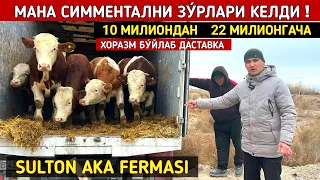 МАНА СИММЕНТАЛНИ ЗУ́РЛАРИ КЕЛДИ SULTON AKA FERMASI ХОРАЗМ БУ́ЙЛАБ ДАСТАВКА !!! ХОРАЗМ БОЗОР