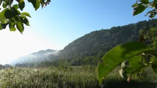 Morning Mist, Bird Songs - Peaceful Nature Sounds - Relaxing - Calming - Meditation - Study