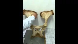 Pelvis - Pelvic limb bone anatomy -  Horse - Veterinary