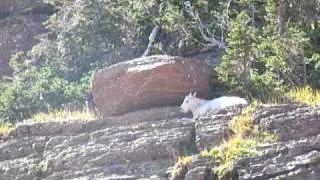 Kid mountain goat bedded in the shade - Glacier National Park (Sept. '09)