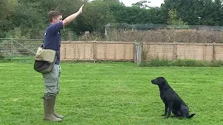 Gundog training: Drop (emergency stop)