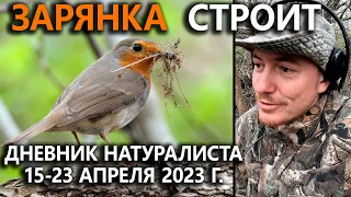 Зарянка-строитель. Дневник натуралиста. 15-23 апреля 2023 г.