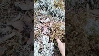 Исландский мох (цетрария) собираем в лесу