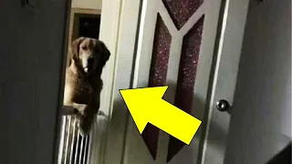 Couple Adopts A Dog, They See A Strange Habit And Their Hearts Break When They Find Out The Reason