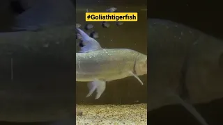 Ikan Goliath Tiger Fish