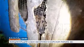 Смотрите в 19.00 на телеканале "Живём в Нижнем": «Концлагерь» для собак обнаружен в Борском районе