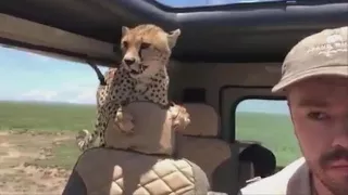 Cheetah jumps into safari car, forcing man to freeze in place for 10 minutes