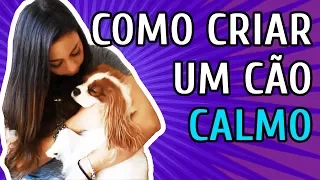 COMO TER UM CACHORRO MAIS CALMO E TRANQUILO