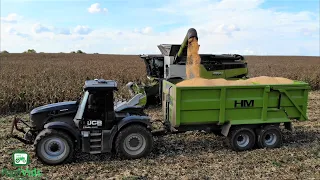 Claas Lexion 8900. 🌽🌽 Corn Harvest 2020🌽🌽