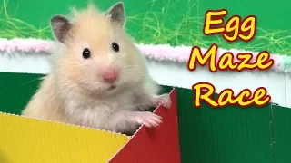 Hamsters Escape from Egg Maze - Hamster Race!