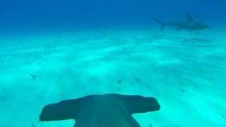 GoPro: Hammerhead Fin Cam in 4K