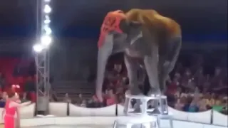 Слон упал с двухметровой высоты в цирке