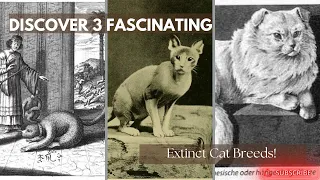 Uncovered! These Are the 3 Extinct Cat Breeds You’ve Never Seen Before!