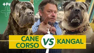 KANGAL VS CANE CORSO, QUAL O MELHOR? | CANAL MAIS PET
