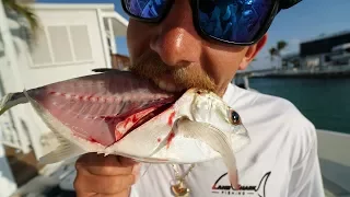 I Avoided EATING This Fish My Whole Life! TRASH Fish Taste Test - Jack Crevalle (Catch Clean Cook)