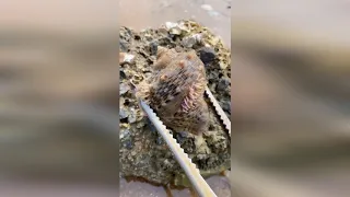 TikTok Aktivitas Nelayan Cina Berburu Beragam Hewan Laut disekitar Pantai 🐙🦐🦑 Sea Creatures (#06)