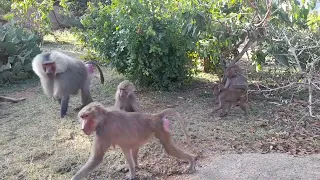 family of monkeys in Africa