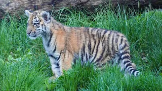 Tiger cubs make public debut at Cleveland Zoo