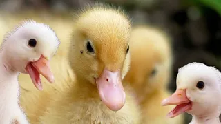 Cute Pekin ducklings hatching /lindos patitos de pekin incubando