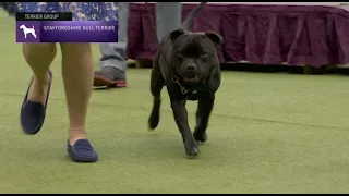 Staffordshire Bull Terriers | Breed Judging 2023