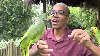 VEJAM A DIFERENÇA Do PAPAGAIO-VERDADEIRO E PAPAGAIO DO MANGUE ❤️-  natureza linda